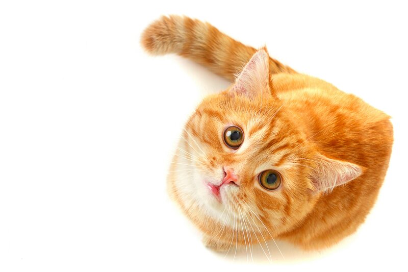 Orange Tabby Cat — Curious, Photograph, White Background