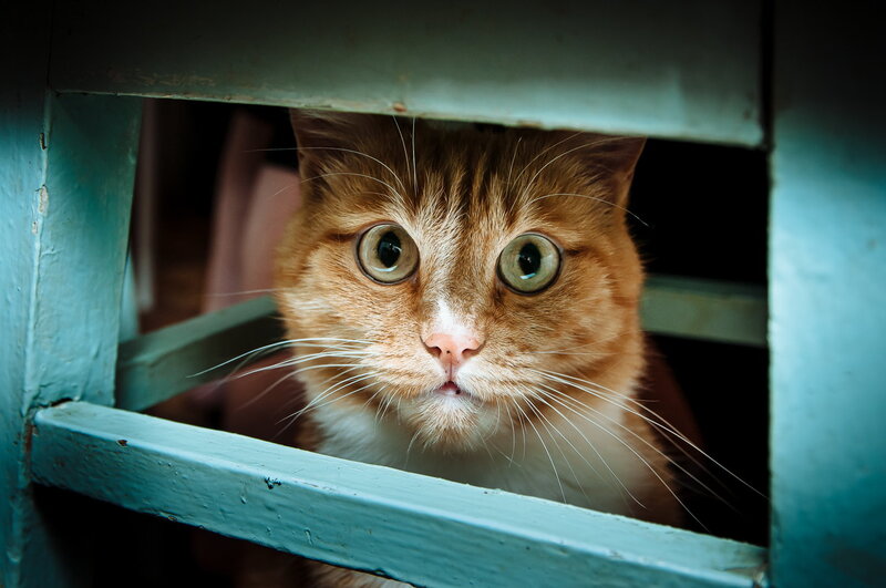 Orange Tabby Cat — Curious, Photograph, Window Frame