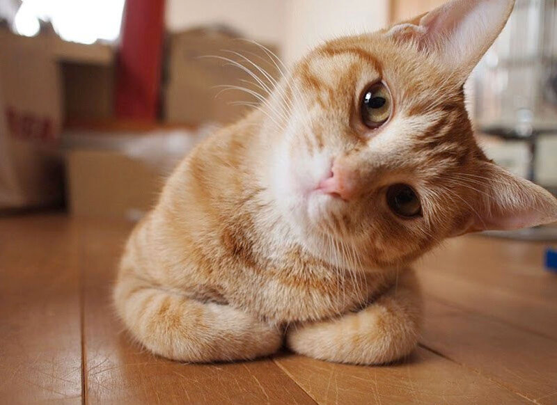 Orange Tabby Cat — Curious, Photograph, Wood Floor