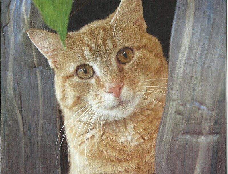 Orange Tabby Cat — Curious, Photograph, Wood