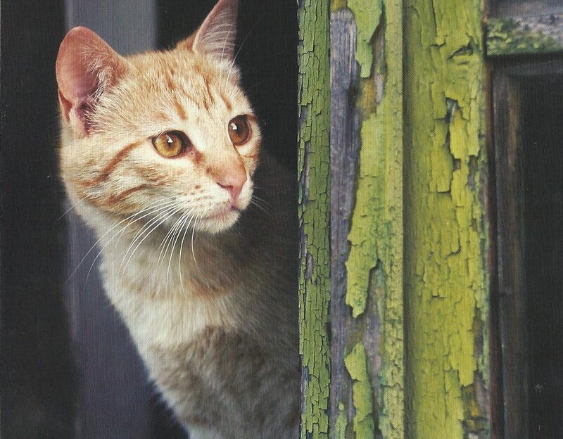 Orange Tabby Cat — Curious, Photograph, Wooden Post