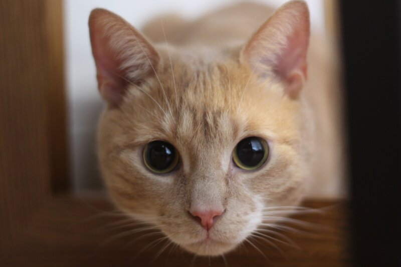 Orange Tabby Cat — Curious, Photograph, Wooden Structure