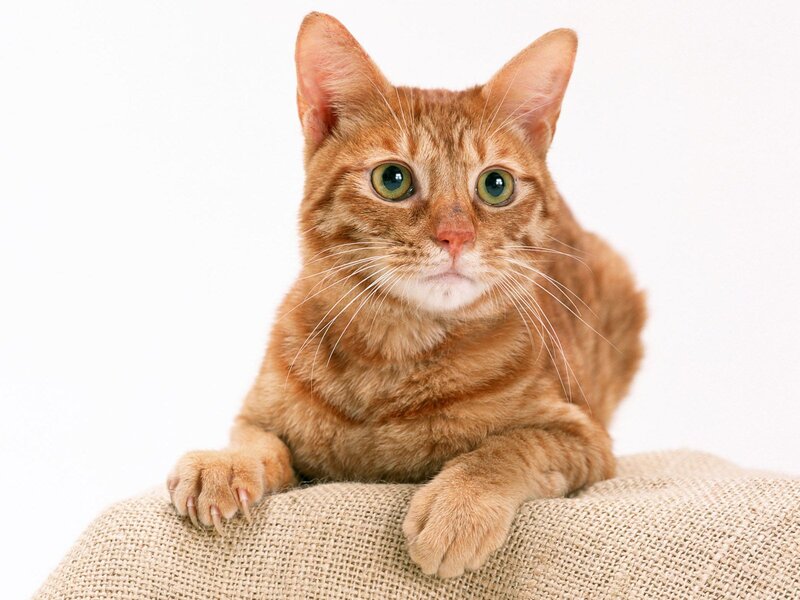Orange Tabby Cat — Curious