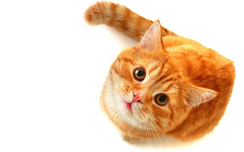Orange Tabby Cat — Curious, White Background