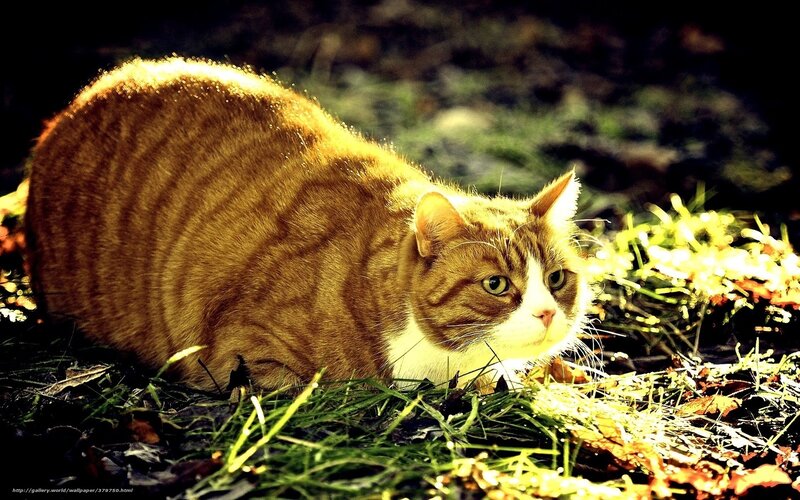 Orange Tabby Cat — Dramatic, Afternoon, Photograph, Grass, Leaves, Sunlight