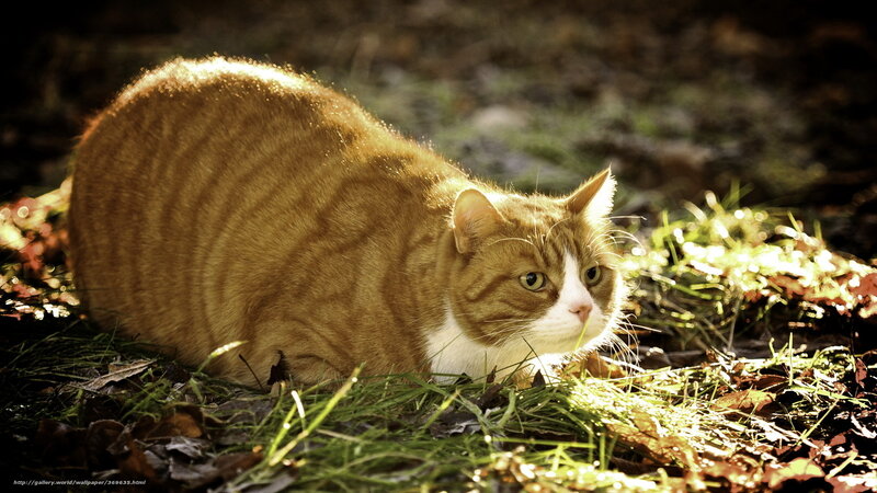 Orange Tabby Cat — Dramatic, Afternoon, Photograph, Grass, Leaves