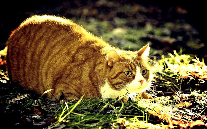 Orange Tabby Cat — Dramatic, Afternoon, Photograph, Grass
