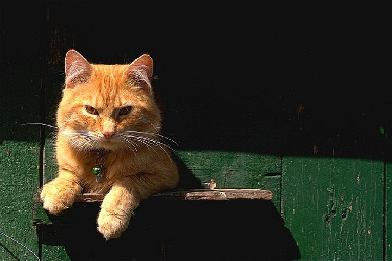 Orange Tabby Cat — Dramatic, Afternoon