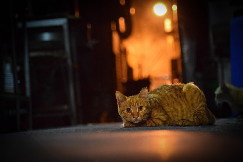 Orange Tabby Cat — Dramatic, Night, Photograph, Light