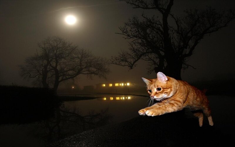 Orange Tabby Cat — Dramatic, Night, Photograph, Moon