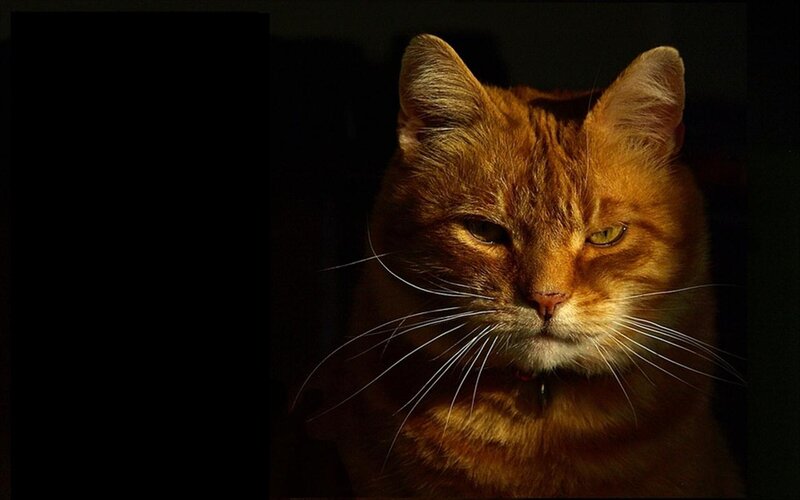 Orange Tabby Cat — Dramatic, Night, Photograph