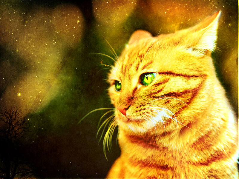 Orange Tabby Cat — Dramatic, Night