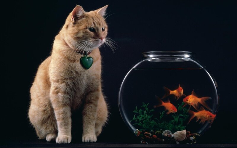 Orange Tabby Cat — Dramatic, Photograph, Goldfish