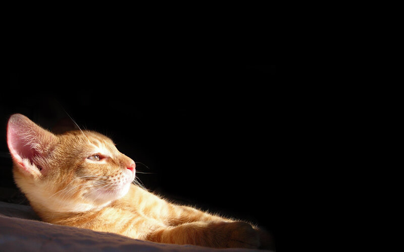 Orange Tabby Cat — Dramatic, Photograph, Light