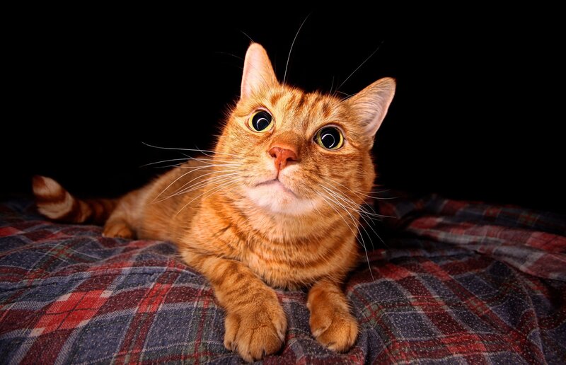 Orange Tabby Cat — Dramatic, Photograph, Plaid Blanket