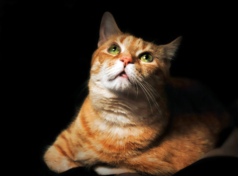 Orange Tabby Cat — Dramatic, Photograph