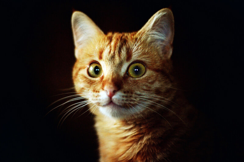 Orange Tabby Cat — Dramatic, Photograph, Whiskers, Green Eyes
