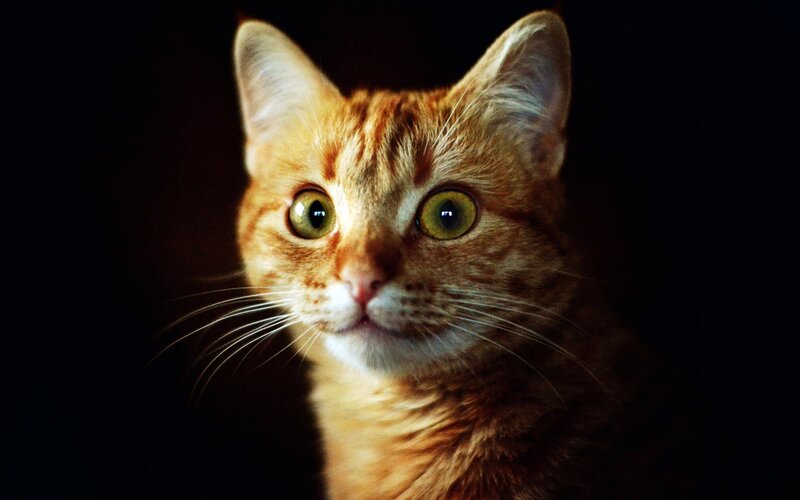 Orange Tabby Cat — Dramatic, Photograph, Whiskers