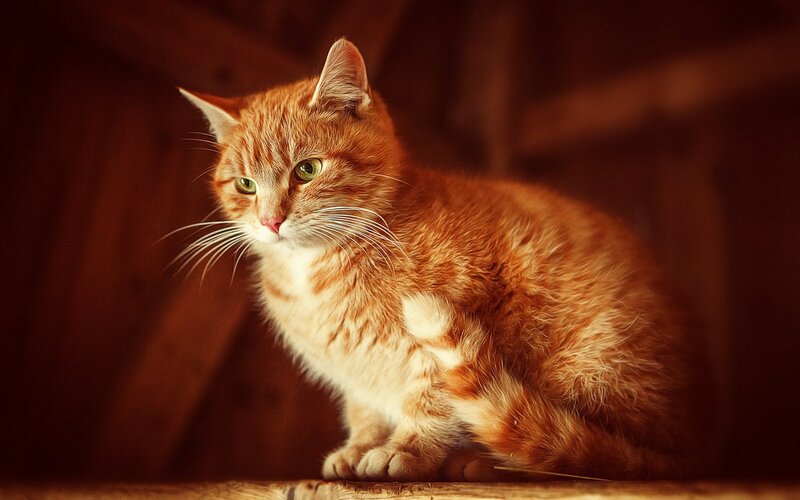Orange Tabby Cat — Dramatic, Photograph, Whiskers, Wooden Surface