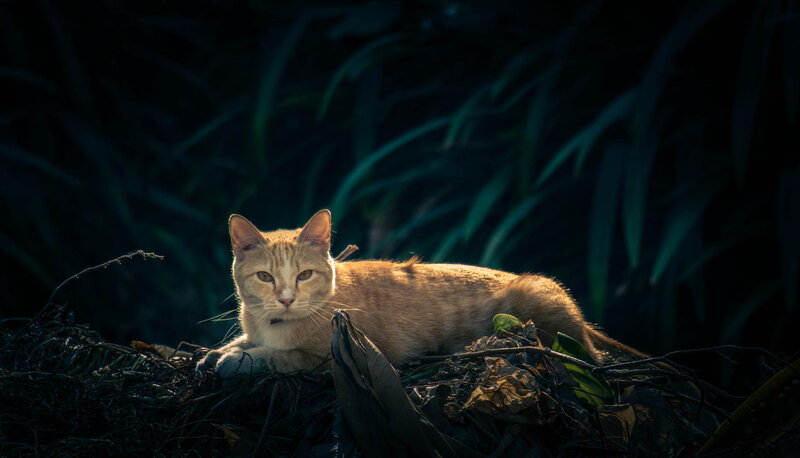 Orange Tabby Cat — Dramatic, Sunset