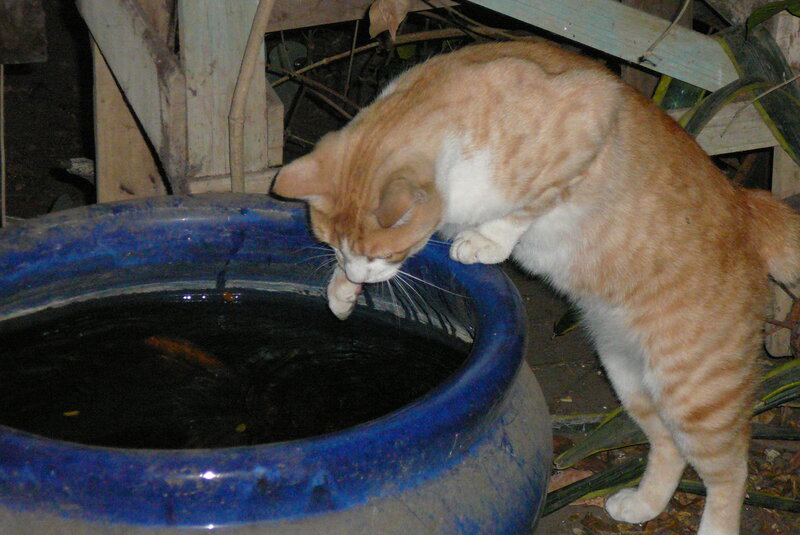 Orange Tabby Cat Drinking — Blue