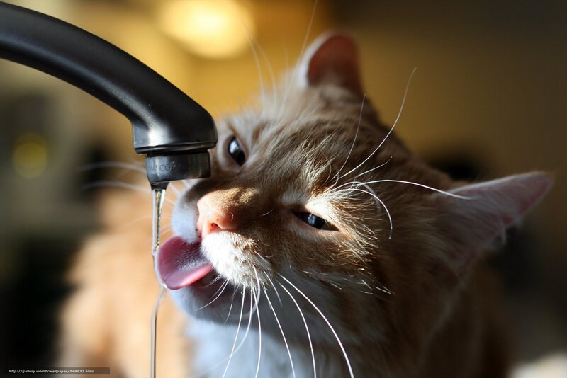 Orange Tabby Cat Drinking — Brown, Calm, Afternoon