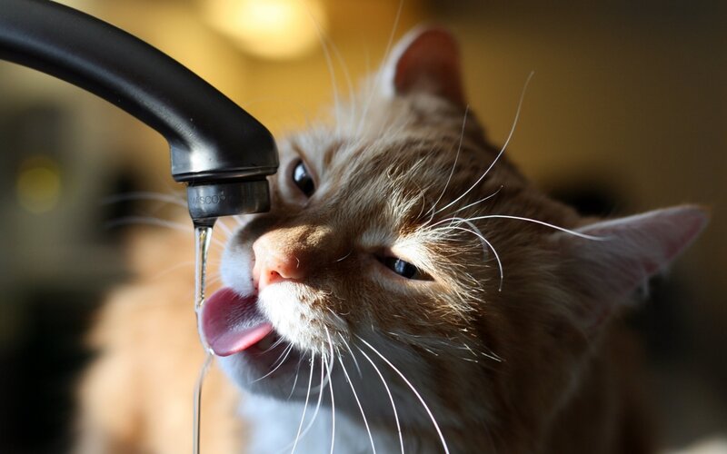Orange Tabby Cat Drinking — Brown, Calm, Photograph