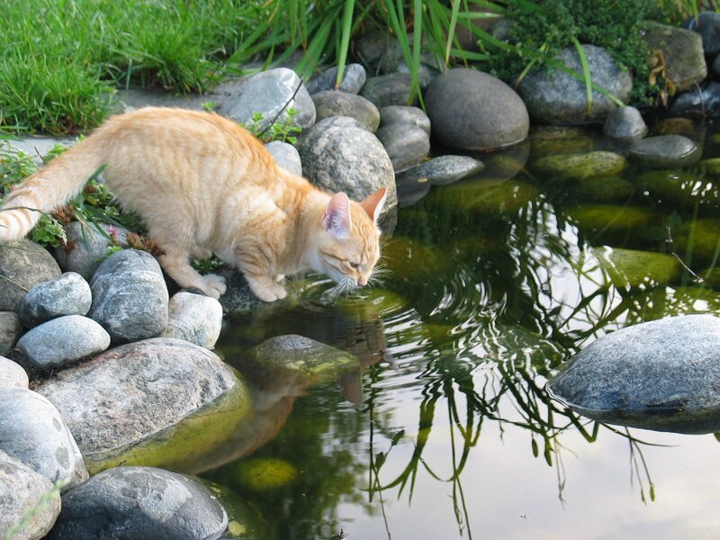 Orange Tabby Cat Drinking — Calm