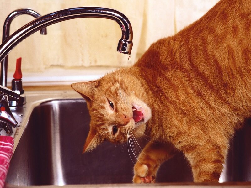 Orange Tabby Cat Drinking — Curious, Photograph