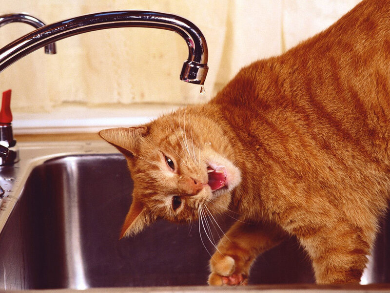 Orange Tabby Cat Drinking — Curious