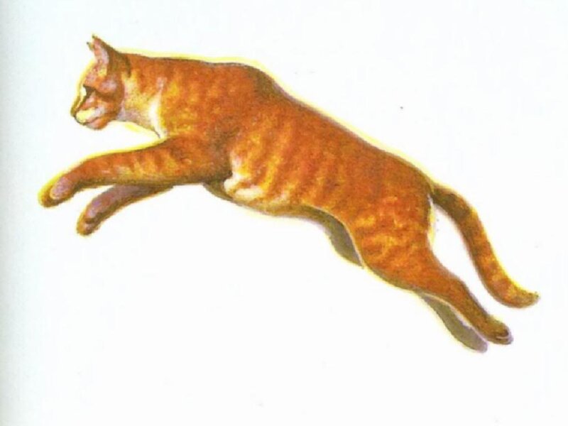 Orange Tabby Cat — Dynamic