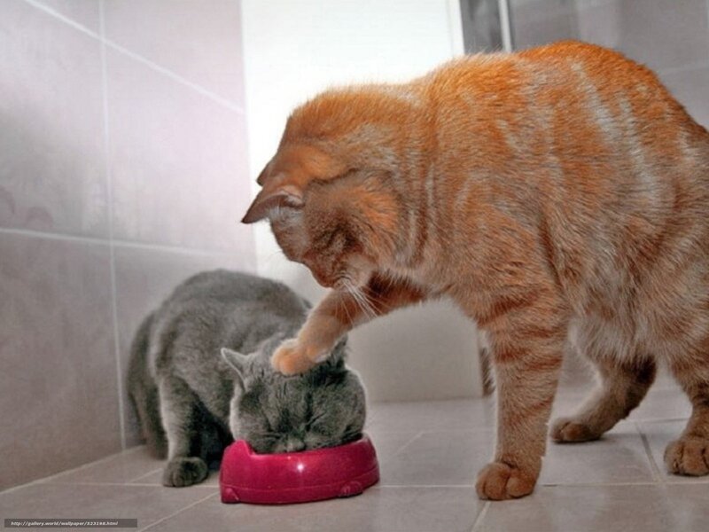 Orange Tabby Cat Eating — Calm, Photograph