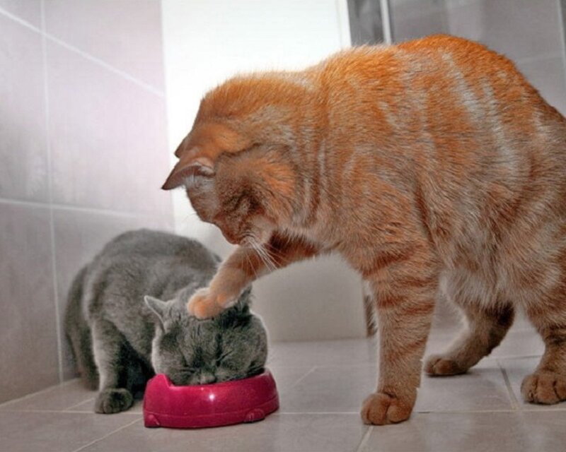 Orange Tabby Cat Eating — Calm
