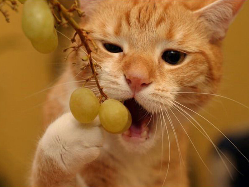 Orange Tabby Cat Eating Grapes