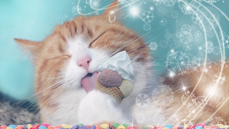 Orange Tabby Cat Eating Ice Cream