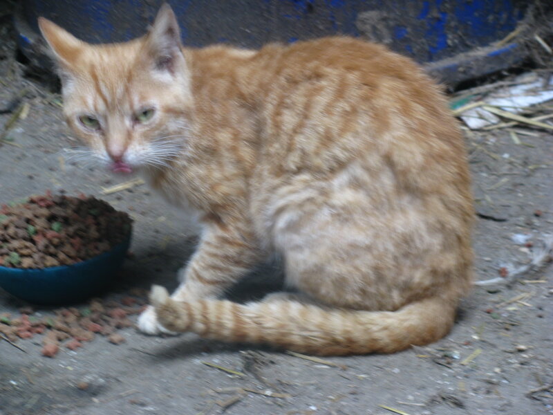 Orange Tabby Cat Eating — Neutral