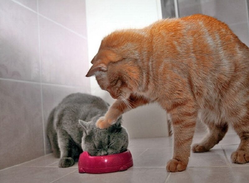 Orange Tabby Cat Eating