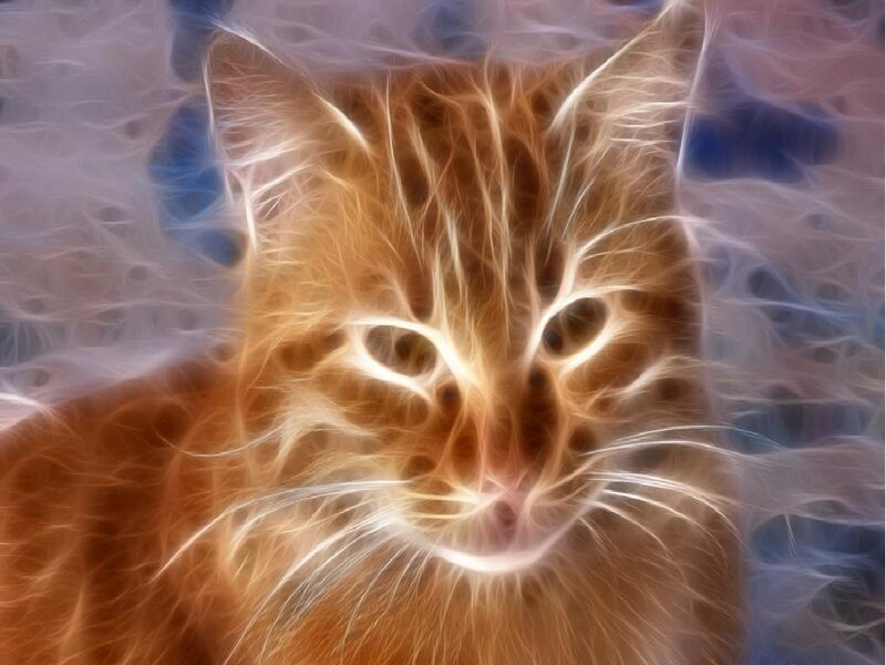 Orange Tabby Cat — Ethereal