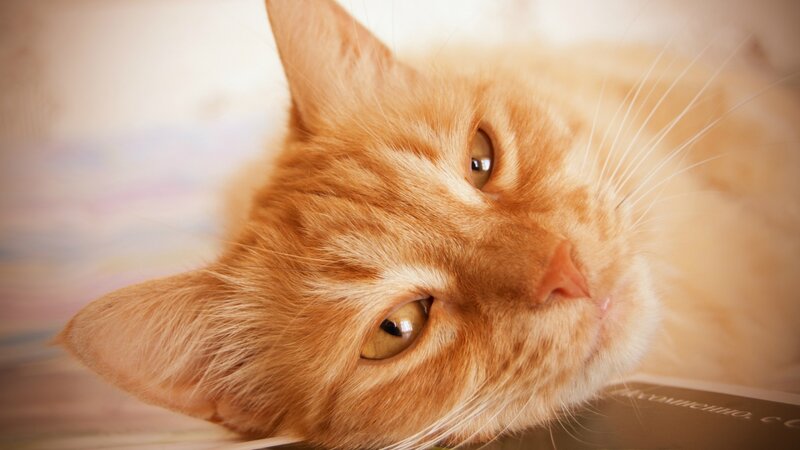 Orange Tabby Cat — Eyes