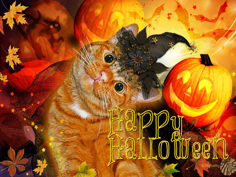 Orange Tabby Cat — Festive, Autumn