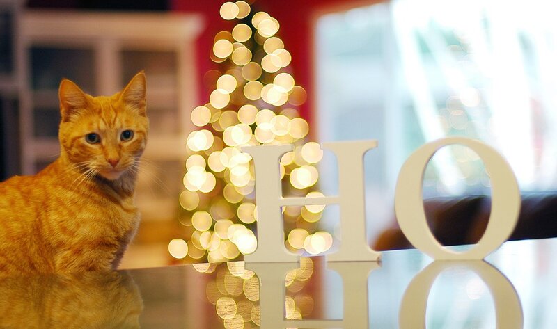 Orange Tabby Cat — Festive, Winter, Photograph