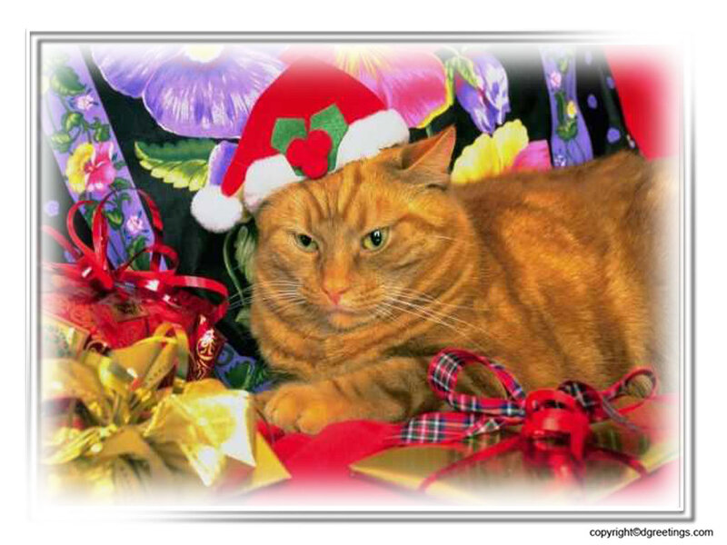 Orange Tabby Cat — Festive, Winter
