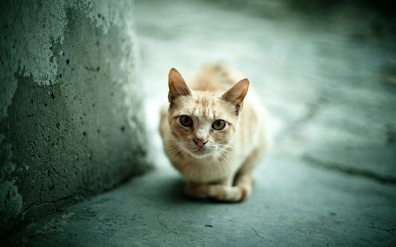 Orange Tabby Cat — Gray
