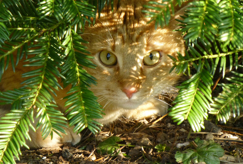 Orange Tabby Cat — Green, Alert, Afternoon, Photograph