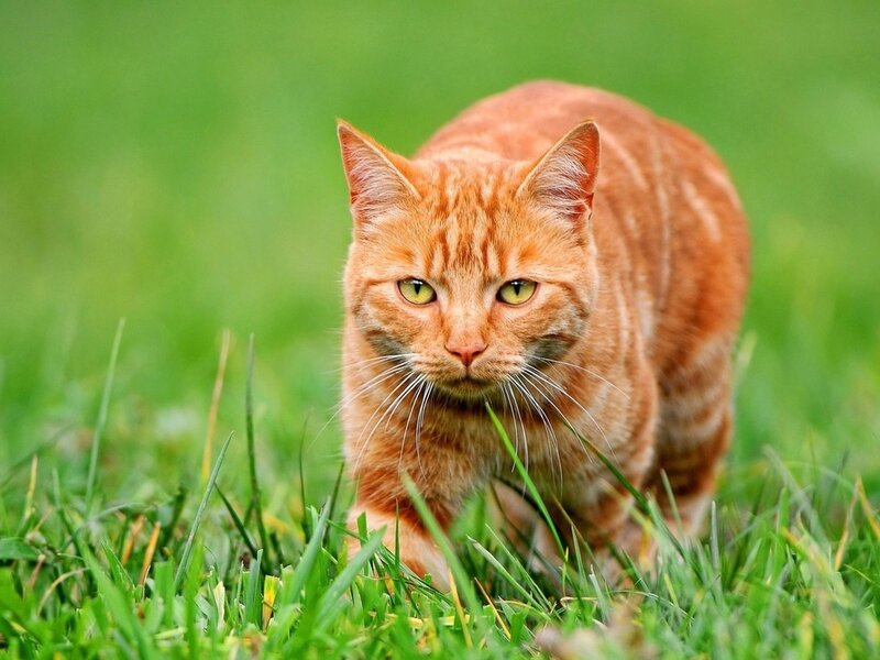 Orange Tabby Cat — Green, Alert, Afternoon