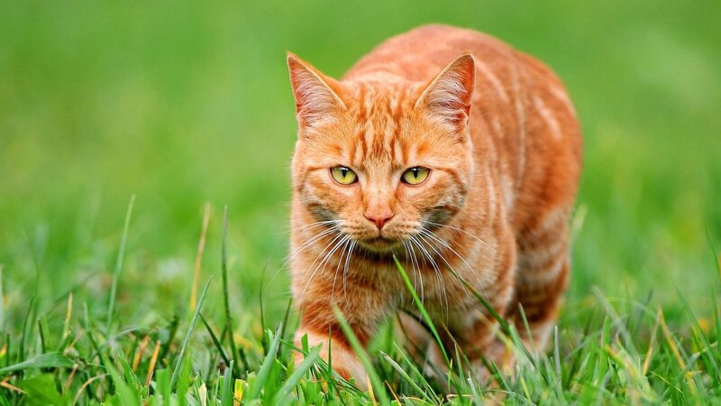Orange Tabby Cat — Green, Alert