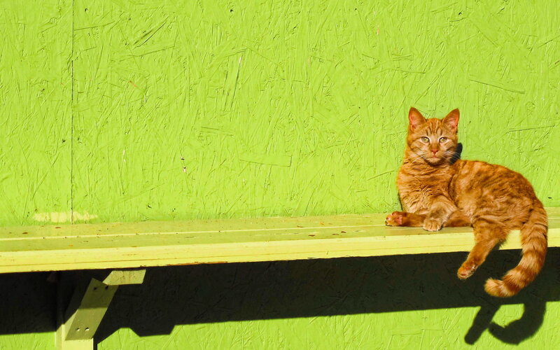 Orange Tabby Cat — Green, Calm, Afternoon, Photograph, Bench