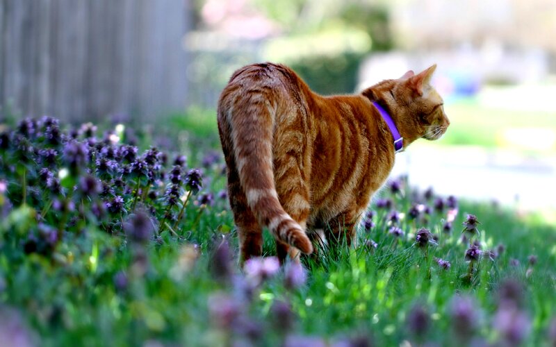Orange Tabby Cat — Green, Calm, Afternoon, Photograph, Flowers