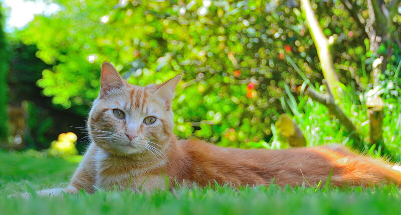 Orange Tabby Cat — Green, Calm, Afternoon, Photograph, Grass, Bushes