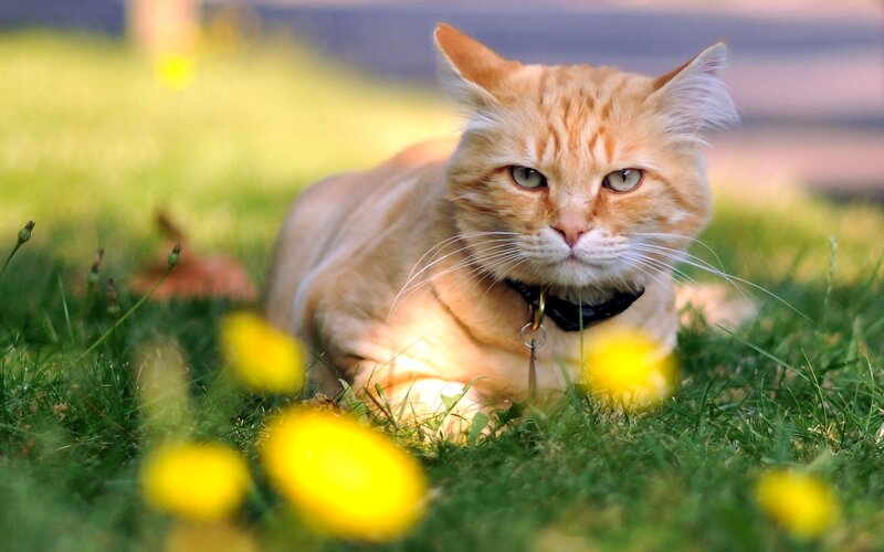 Orange Tabby Cat — Green, Calm, Afternoon, Photograph, Grass, Dandelions